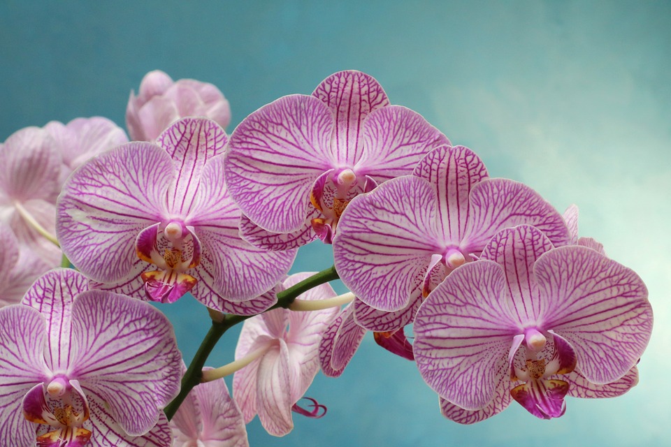 orchidej odkvetla