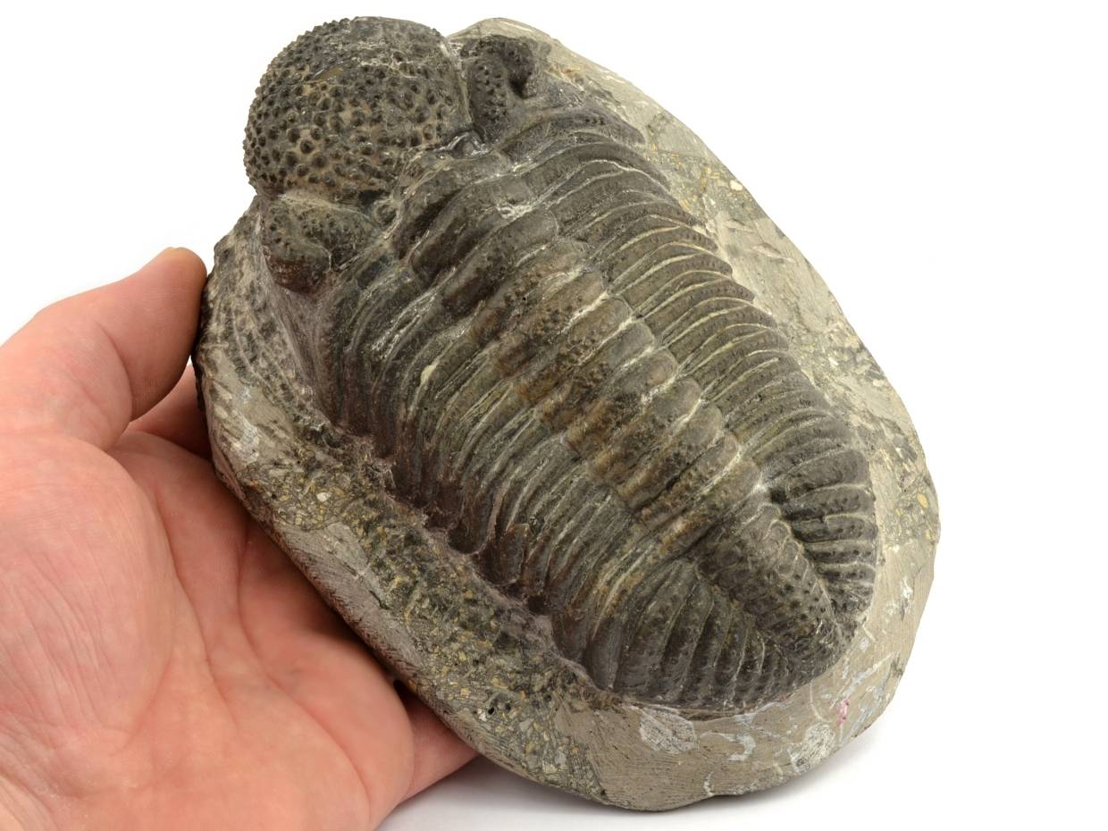 F3-trilobit-Drotops-megalomanicus-