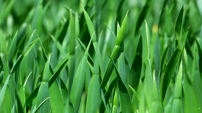 grass-383284_1280